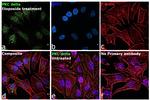 PKC delta Antibody in Immunocytochemistry (ICC/IF)