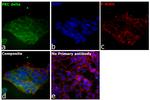 PKC delta Antibody in Immunocytochemistry (ICC/IF)