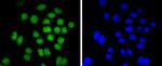 BMI-1 Antibody in Immunocytochemistry (ICC/IF)