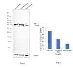 BMI-1 Antibody in Western Blot (WB)