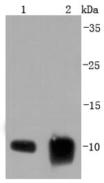 S100A6 Antibody in Western Blot (WB)