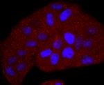 TK1 Antibody in Immunocytochemistry (ICC/IF)