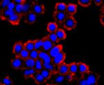 WFDC2 Antibody in Immunocytochemistry (ICC/IF)