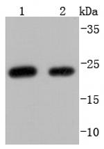 WFDC2 Antibody in Western Blot (WB)