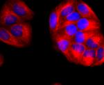 CD90 (Thy-1) Antibody in Immunocytochemistry (ICC/IF)