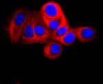 CD90 (Thy-1) Antibody in Immunocytochemistry (ICC/IF)