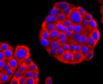 CD90 (Thy-1) Antibody in Immunocytochemistry (ICC/IF)