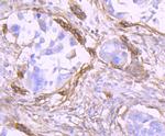 CD90 (Thy-1) Antibody in Immunohistochemistry (Paraffin) (IHC (P))