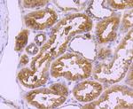 CD90 (Thy-1) Antibody in Immunohistochemistry (Paraffin) (IHC (P))