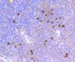 CD90 (Thy-1) Antibody in Immunohistochemistry (Paraffin) (IHC (P))