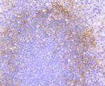 CD90 (Thy-1) Antibody in Immunohistochemistry (Paraffin) (IHC (P))