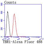 TBR1 Antibody in Flow Cytometry (Flow)
