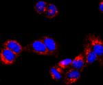 ATP Synthase beta Antibody in Immunocytochemistry (ICC/IF)