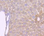 ATP Synthase beta Antibody in Immunohistochemistry (Paraffin) (IHC (P))