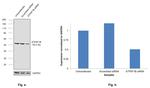 ATP Synthase beta Antibody in Western Blot (WB)