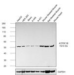 ATP Synthase beta Antibody in Western Blot (WB)