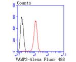 VAMP2 Antibody in Flow Cytometry (Flow)