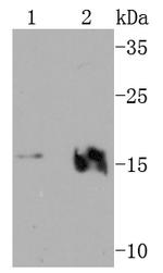 VAMP2 Antibody in Western Blot (WB)