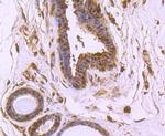 VCP Antibody in Immunohistochemistry (Paraffin) (IHC (P))