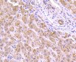 VCP Antibody in Immunohistochemistry (Paraffin) (IHC (P))