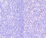 Phospho-RNA pol II CTD (Ser2) Antibody in Immunohistochemistry (Paraffin) (IHC (P))