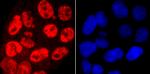 Phospho-RNA pol II CTD (Ser5) Antibody in Immunocytochemistry (ICC/IF)