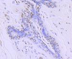 Phospho-RNA pol II CTD (Ser5) Antibody in Immunohistochemistry (Paraffin) (IHC (P))