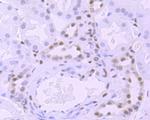 Phospho-RNA pol II CTD (Ser5) Antibody in Immunohistochemistry (Paraffin) (IHC (P))