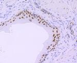 Phospho-RNA pol II CTD (Ser5) Antibody in Immunohistochemistry (Paraffin) (IHC (P))