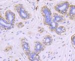 FGF21 Antibody in Immunohistochemistry (Paraffin) (IHC (P))