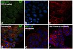 CXCL10 (IP-10) Antibody in Immunocytochemistry (ICC/IF)