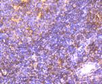 ITGA4 Antibody in Immunohistochemistry (Paraffin) (IHC (P))