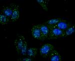 IKK gamma Antibody in Immunocytochemistry (ICC/IF)