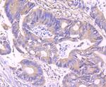 IKK gamma Antibody in Immunohistochemistry (Paraffin) (IHC (P))