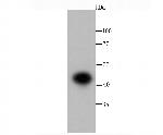 IKK gamma Antibody in Western Blot (WB)