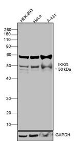 IKK gamma Antibody in Western Blot (WB)