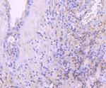 Leptin Receptor Antibody in Immunohistochemistry (Paraffin) (IHC (P))