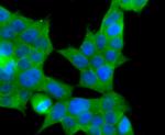 MRP2 Antibody in Immunocytochemistry (ICC/IF)