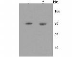 HTR2C Antibody in Western Blot (WB)