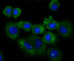 NDRG1 Antibody in Immunocytochemistry (ICC/IF)