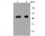 NDRG1 Antibody in Western Blot (WB)