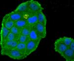 Protein C Antibody in Immunocytochemistry (ICC/IF)