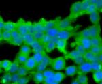 Protein C Antibody in Immunocytochemistry (ICC/IF)