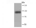 PIK3CD Antibody in Western Blot (WB)