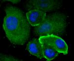 TFAM Antibody in Immunocytochemistry (ICC/IF)