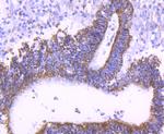 TFAM Antibody in Immunohistochemistry (Paraffin) (IHC (P))