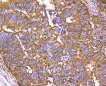 Cyclophilin F Antibody in Immunohistochemistry (Paraffin) (IHC (P))