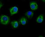 GCLM Antibody in Immunocytochemistry (ICC/IF)