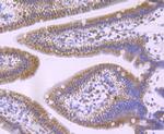 GCLM Antibody in Immunohistochemistry (Paraffin) (IHC (P))