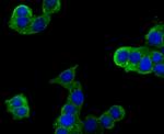 Plexin-A1 Antibody in Immunocytochemistry (ICC/IF)